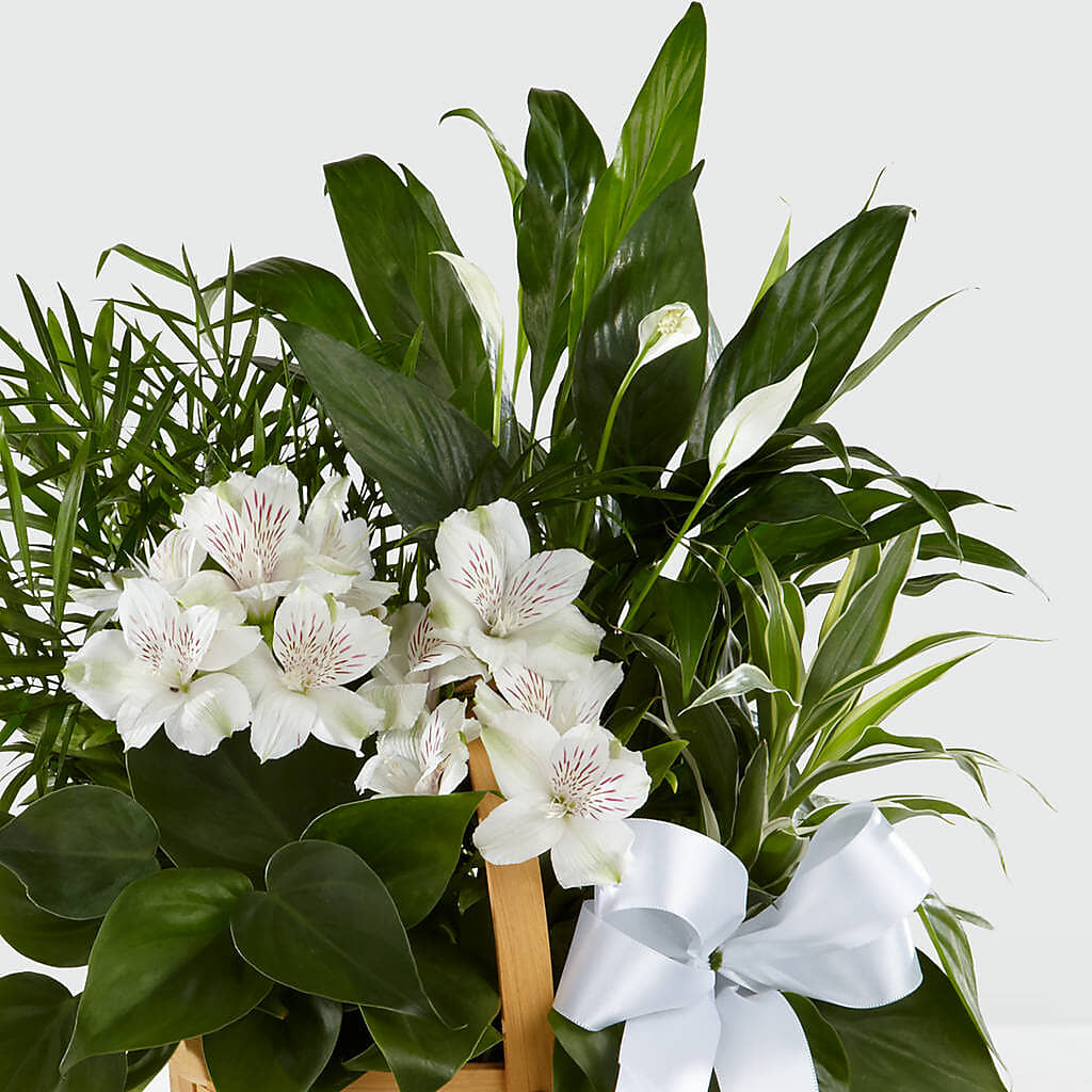 Peace & Serenity Dishgarden – NEIL'S FLOWERS AND GREENHOUSES, Kingston ON