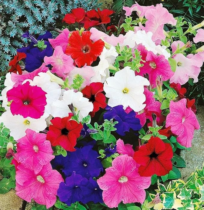 Petunia Dreams Mix