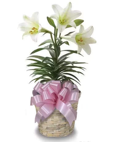 Double Easter Lily – NEIL'S FLOWERS AND GREENHOUSES, Kingston ON