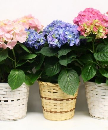 Hydrangea – NEIL'S FLOWERS AND GREENHOUSES, Kingston ON