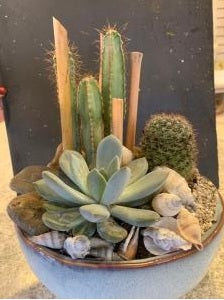 Succulent and Cacti Gardens – NEIL'S FLOWERS AND GREENHOUSES, Kingston ON