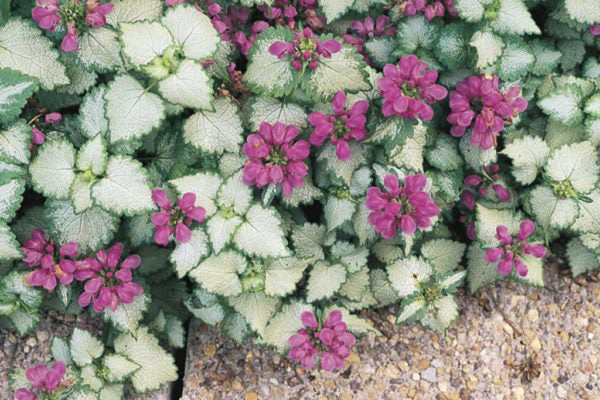 4" Vine Lamium RED Nancy
