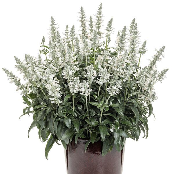 Salvia Unplugged WHITE