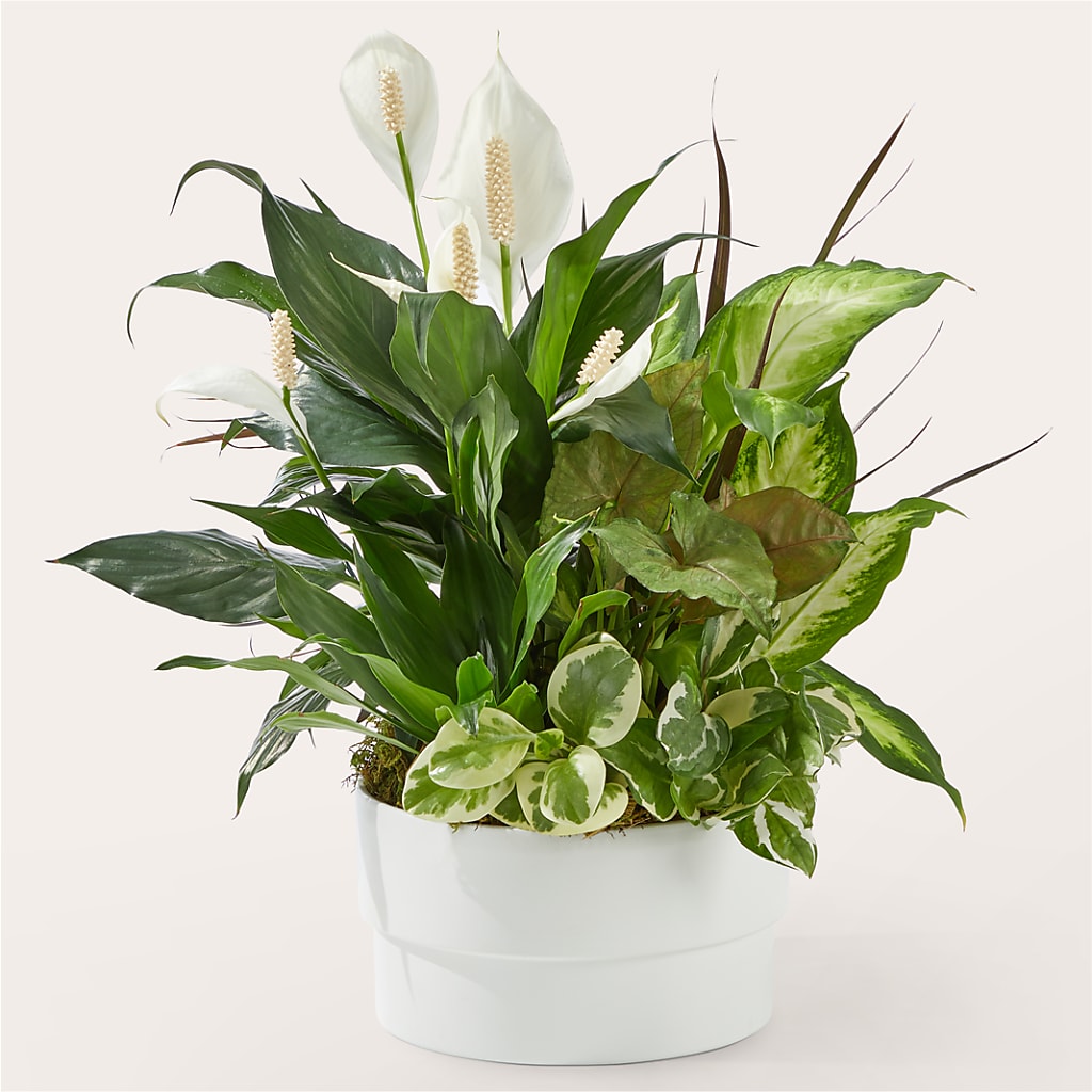 Radiating Positivity Dishgarden – NEIL'S FLOWERS AND GREENHOUSES, Kingston ON