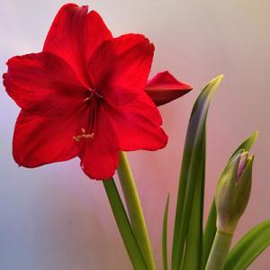 Amaryllis – NEIL'S FLOWERS AND GREENHOUSES, Kingston ON