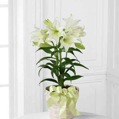 Easter Lily Plant – NEIL'S FLOWERS AND GREENHOUSES, Kingston ON