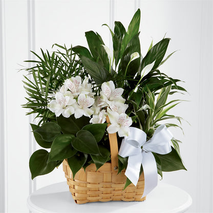 Peace & Serenity Dishgarden – NEIL'S FLOWERS AND GREENHOUSES, Kingston ON