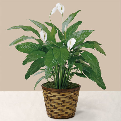 Tranquil Moments Peace Lily Plant – NEIL'S FLOWERS AND GREENHOUSES, Kingston ON