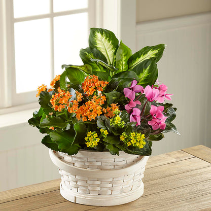 Color Crush Dishgarden – NEIL'S FLOWERS AND GREENHOUSES, Kingston ON