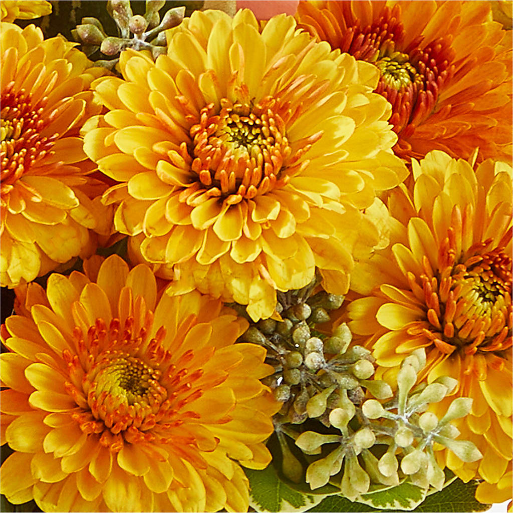Peachy Pumpkin – NEIL'S FLOWERS AND GREENHOUSES, Kingston ON
