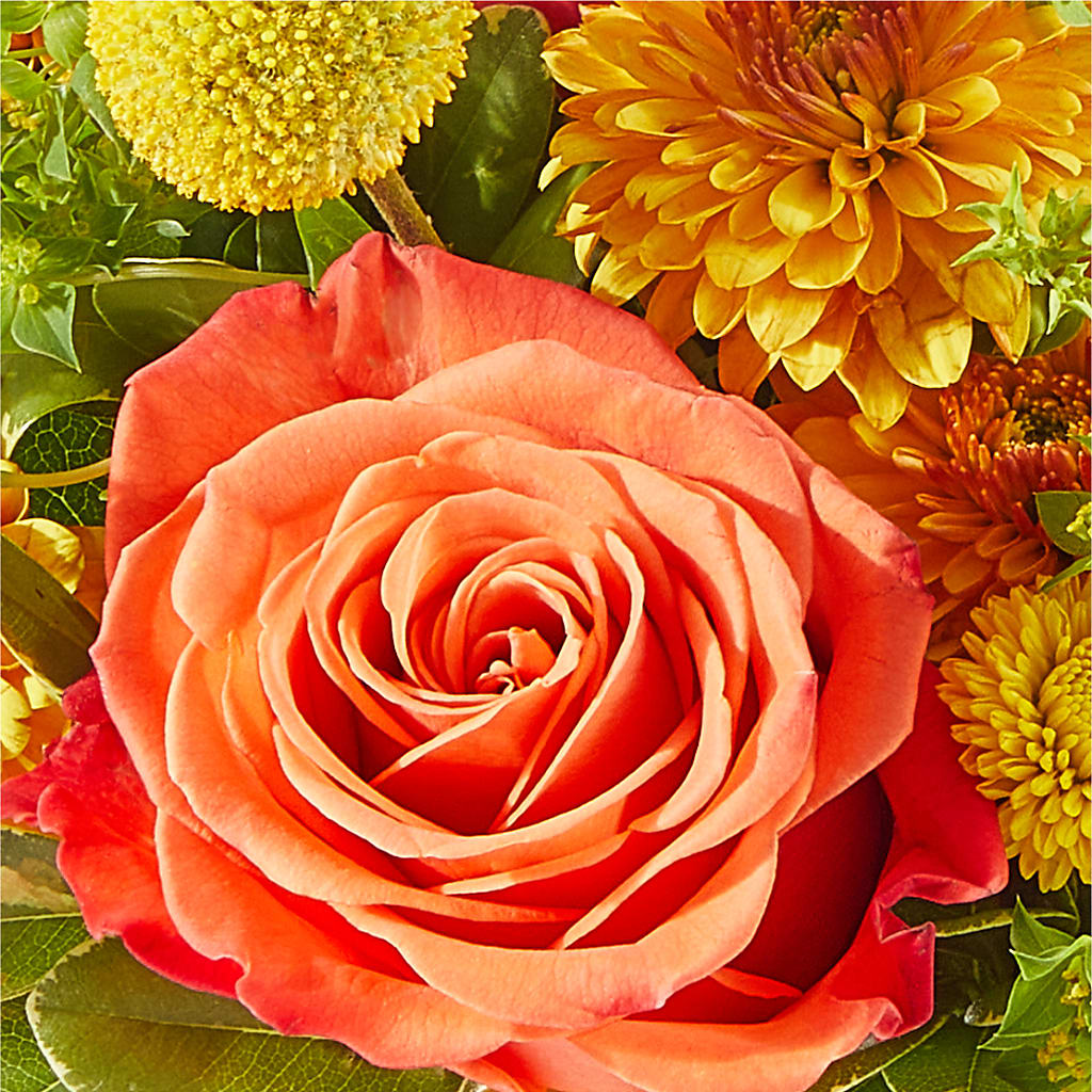 Gourdgeous Pumpkin – NEIL'S FLOWERS AND GREENHOUSES, Kingston ON