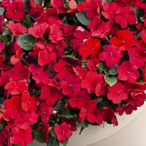 Impatiens Imara Series-Disease Resistant – NEIL'S FLOWERS AND GREENHOUSES, Kingston ON