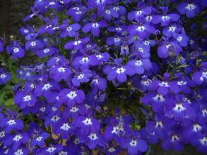Lobelia Regatta Sapphire – NEIL'S FLOWERS AND GREENHOUSES, Kingston ON