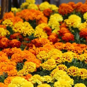 Marigold – NEIL'S FLOWERS AND GREENHOUSES, Kingston ON