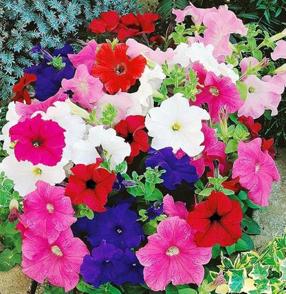 Petunia Dreams Mix – NEIL'S FLOWERS AND GREENHOUSES, Kingston ON