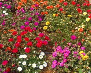 Portulaca Happy Hour Mix – NEIL'S FLOWERS AND GREENHOUSES, Kingston ON