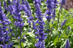 Salvia Victoria Blue – NEIL'S FLOWERS AND GREENHOUSES, Kingston ON