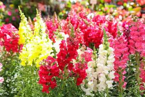 Snapdragon – NEIL'S FLOWERS AND GREENHOUSES, Kingston ON