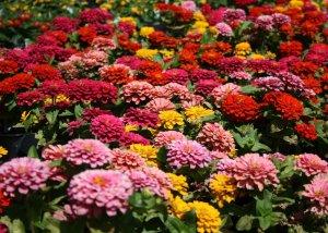 Zinnia Magellan and Zesty Mix – NEIL'S FLOWERS AND GREENHOUSES, Kingston ON