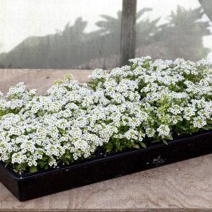 Alyssum-Wonderland white – NEIL'S FLOWERS AND GREENHOUSES, Kingston ON