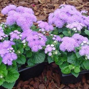 Ageratum-Aloha Blue – NEIL'S FLOWERS AND GREENHOUSES, Kingston ON