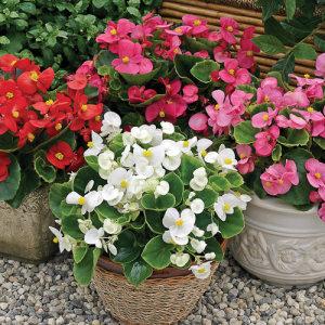 Wax Begonia-Bada Bing – NEIL'S FLOWERS AND GREENHOUSES, Kingston ON