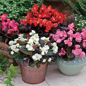 Wax Begonia Bada-boom – NEIL'S FLOWERS AND GREENHOUSES, Kingston ON