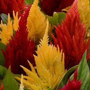 Celosia – NEIL'S FLOWERS AND GREENHOUSES, Kingston ON