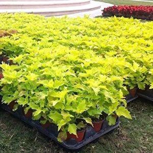coleus Wizard Golden