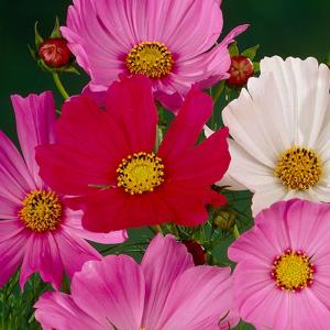 Cosmos Sonata Mix – NEIL'S FLOWERS AND GREENHOUSES, Kingston ON