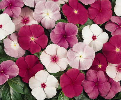 VINCA TITANIUM MIX – NEIL'S FLOWERS AND GREENHOUSES, Kingston ON