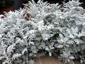 Dusty Miller Silver Dust