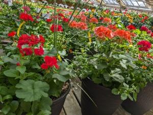 Combination Outdoor Planters – NEIL'S FLOWERS AND GREENHOUSES, Kingston ON