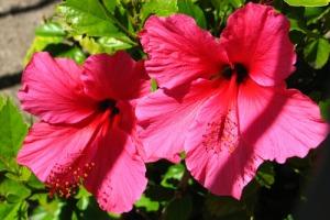 HIBISCUS – NEIL'S FLOWERS AND GREENHOUSES, Kingston ON
