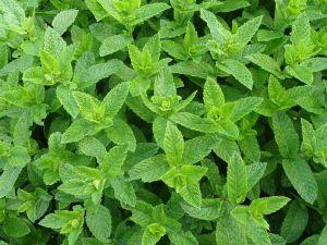 Peppermint – NEIL'S FLOWERS AND GREENHOUSES, Kingston ON