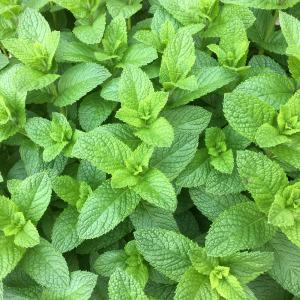 Spearmint – NEIL'S FLOWERS AND GREENHOUSES, Kingston ON