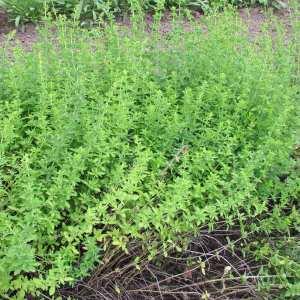 Greek Oregano