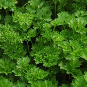Curly Parsley