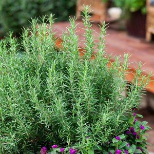 Rosemary – NEIL'S FLOWERS AND GREENHOUSES, Kingston ON