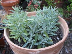 Sage – NEIL'S FLOWERS AND GREENHOUSES, Kingston ON