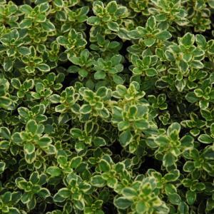 Thyme-Lemon – NEIL'S FLOWERS AND GREENHOUSES, Kingston ON
