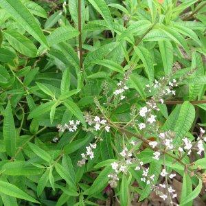 Verbena-Lemon – NEIL'S FLOWERS AND GREENHOUSES, Kingston ON