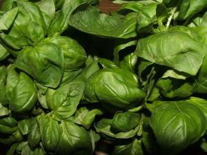 BASIL GENOVESE – NEIL'S FLOWERS AND GREENHOUSES, Kingston ON