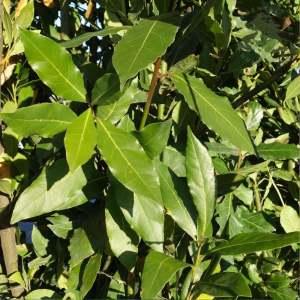 Bay Laurel