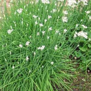 CHIVES – NEIL'S FLOWERS AND GREENHOUSES, Kingston ON