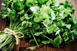 CILANTRO (CORIANDER )