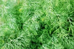 DILL – NEIL'S FLOWERS AND GREENHOUSES, Kingston ON