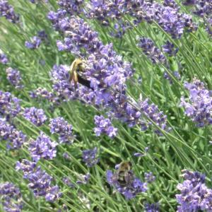 LAVENDER-ENGLISH – NEIL'S FLOWERS AND GREENHOUSES, Kingston ON