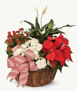 Christmas Diah Garden – NEIL'S FLOWERS AND GREENHOUSES, Kingston ON