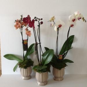Phalaenopsis Orchid Plant – NEIL'S FLOWERS AND GREENHOUSES, Kingston ON